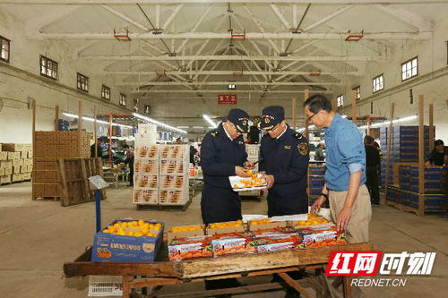 長(zhǎng)沙海關(guān)優(yōu)服務(wù)助力特色農(nóng)產(chǎn)品柑橘出口 廣州勞務(wù)服務(wù)協(xié)同發(fā)展