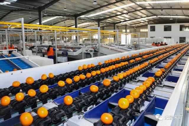 直擊來賓市大型柑橘全自動化分揀現(xiàn)場!這里的水果多數(shù)遠(yuǎn)銷海外!" href="